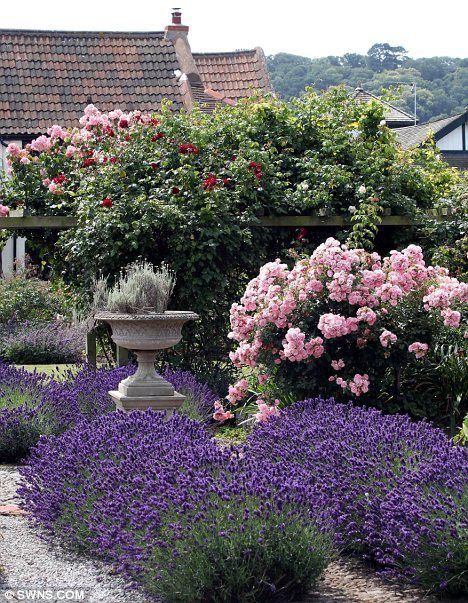 Display: Roses and lavender in bloom in the formal garden at the Old Manor Flower Garden Design Ideas, Romantic Gardens, Roses And Lavender, Beautiful Flower Garden, Small Yard Landscaping, Lavender Garden, Flower Garden Design, Formal Garden, Garden Design Ideas