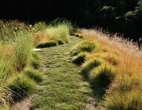 California Meadow Garden, Buffalo Grass Landscaping, Wild Grass Landscaping, Grass Garden Landscaping, Green Backyard Landscaping, Lawn Replacement, Grass Landscaping, Grass Meadow, Grass Garden