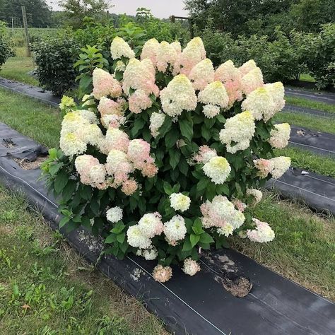 Proven Winners Multicolor Quick Fire Fab Panicle Hydrangea (Paniculata) Flowering Shrub in 1-Gallon Pot in the Shrubs department at Lowes.com Pinnacle Hydrangea, Quick Fire Fab Hydrangea, Paniculata Hydrangea, Hydrangea Hedge, Peach Hydrangea, Quick Fire Hydrangea, Hillside Gardening, Pebble Landscaping, Rose Fertilizer