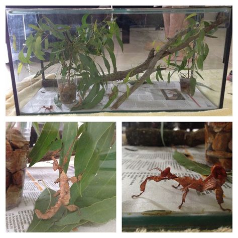 Stick insects as a class pet when learning about bugs and creepy crawlies! Stick Insect Terrarium, Stick Bug Enclosure, Stick Insect Enclosure, Pet Bugs, Walking Stick Insect, Odd Animals, Stick Insects, Insects Preschool, Enclosure Ideas