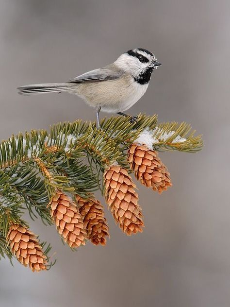 Mountain Chickadee, Tattoo Feather, Tiny Bird Tattoos, Bird Tattoos, Trendy Tattoo, Tiny Bird, Feather Tattoos, All Birds, Colorful Birds