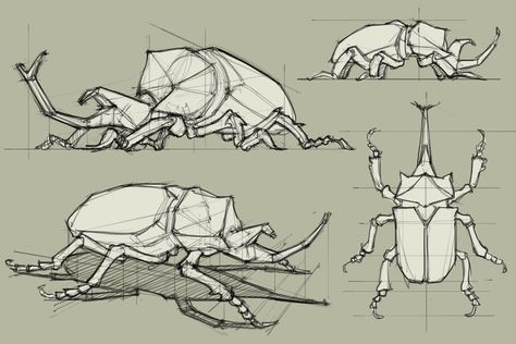 Beetle Drawing, Rhino Beetle, Human Sketch, Beetle Art, Animal Drawings Sketches, Bug Art, Industrial Design Sketch, Construction Drawings, Insect Art