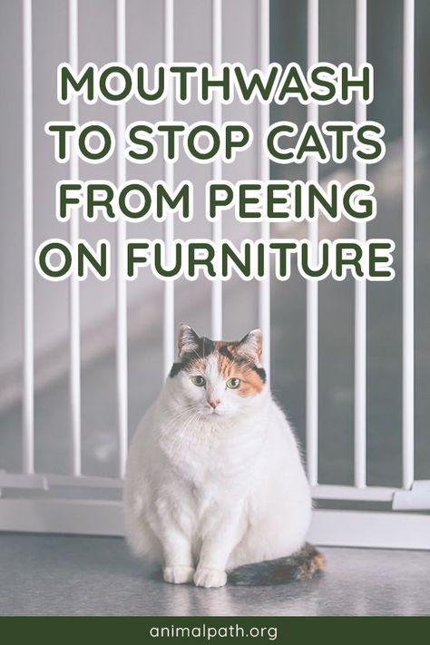 How to use mouthwash to stop cats from peeing on furniture? Stop Cats From Scratching Furniture, Stop Cats From Spraying, How To Get Cat Pee Out Of Furniture, How To Keep Cats From Peeing On Stuff, Get Rid Of Cat Urine Smell, How To Stop Cats From Peeing In House, How To Get Rid Of Cat Pee Smell In House, Keep Cats Off Furniture, How To Use Mouthwash