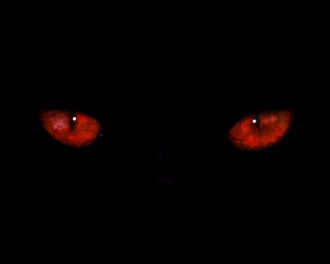 Glowing Red Eyes Aesthetic, Red Eye Aesthetic, Red Eye Wallpaper, Red Eyes Aesthetic, Glowing Eyes In The Dark, Wolf Red Eyes, Alpha Wolf Tattoo, Alpha Wolf Art, Dark Red Eyes