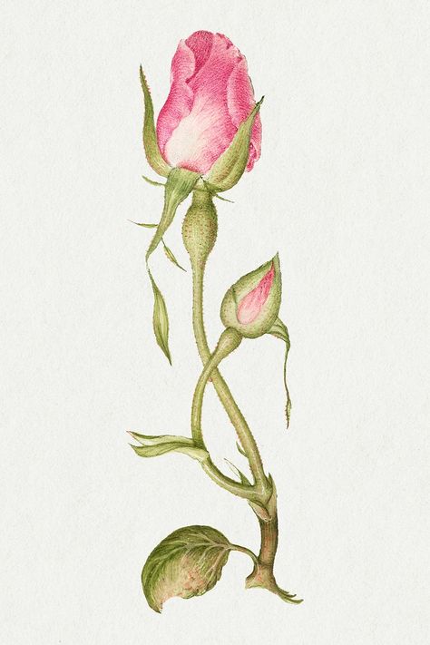 Celosia Flower, Rose Flower Png, Illustration Flower, Png Illustration, Ajrakh Prints, Free Illustration Images, Rose Illustration, Roses Vintage, Antique Artwork