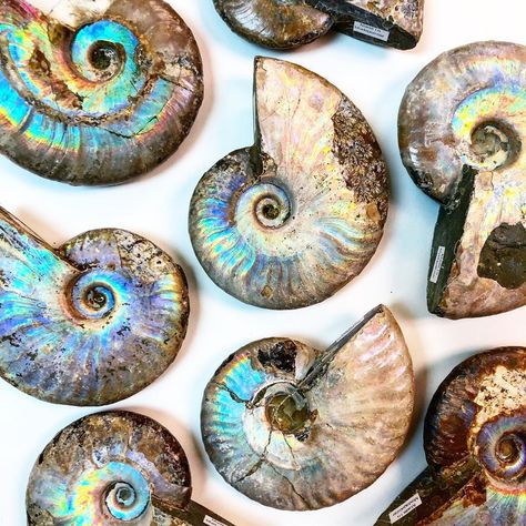 Live Sales Wed-Thurs 8pm EST on Instagram: “Opalized Ammonites 😍😍 The Ammonite is a very powerful earth healing fossil. Its spiral shape symbolizes continual change and evolution.…” Earth Healing, Spiral Shape, Fossil, Evolution, Healing, Crystals, On Instagram, Instagram