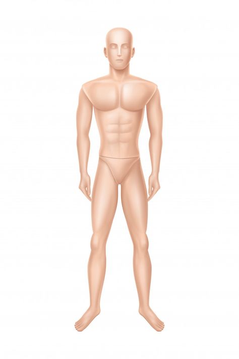 Male mannequin, manikin for clothing sto... | Free Vector #Freepik #freevector #hand #fashion #man #sport Fashion Mannequin Sketch Male, Fashion Mannequin, Male Mannequin, Hand Fashion, Business Woman Successful, Body Sketches, Woman Sketch, Student Girl, Female Profile