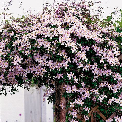 Clematis Montana Rubens, Climbing Clematis, Clematis Montana, Have Inspiration, The Secret Garden, Woodland Garden, Garden Landscape Design, Climbing Plants, Garden Cottage