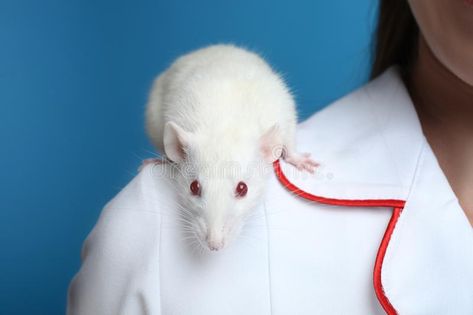 Rat On Shoulder, Rat Sitting, Haunted Hospital, Photo Composition, Rodents, Veterinarian, Creative Photos, Animals Images, Rats