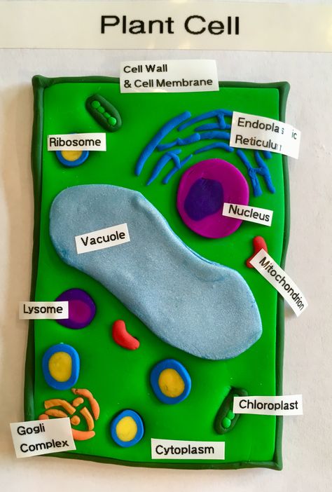 3d Plant Cell Project Easy, Animal Cell And Plant Cell Project Ideas, Animal Cell Clay Model, Plant Cell Diagram Project, Animal Or Plant Cell Project, Cell Module Project, Clay Cell Model, Shoe Box Plant Cell Model, Clay Science Projects