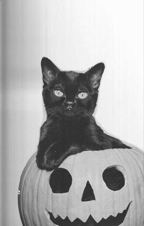 #vintage #vintagephoto #vintagehalloween #halloweencat #blackcatsrule #blackcat Halloween Tumblr, Halloween Fotos, Vintage Halloween Art, Vintage Halloween Photos, Photo Halloween, Black Cat Aesthetic, Chat Halloween, Halloween Photo, Halloween Tags