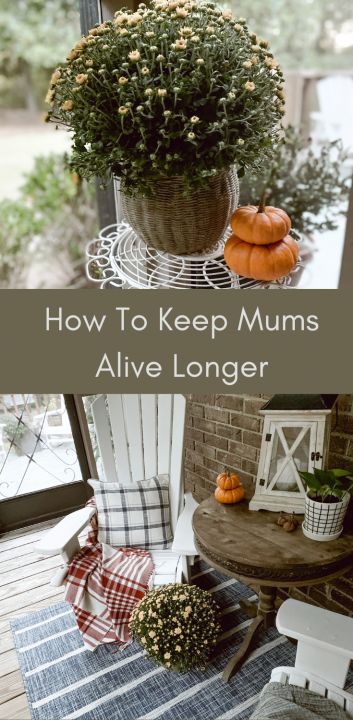 How To Make Mums Last Longer, How To Care For Mums In Pots, Keeping Mums Alive, How To Keep Mums Alive, How To Take Care Of Mums In Pots, How To Keep Mums Alive Longer, Soaking Mums In Water, Revive Mums How To, How To Care For Mums