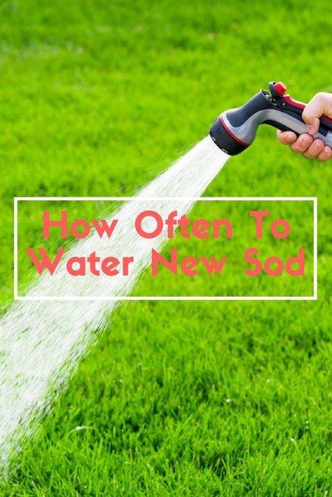 How Often To Water New Sod Bermuda Sod, How To Lay Sod, Sod Grass, Sod Installation, Aerate Lawn, Growing Grass, Pergola Pictures, Diy Lawn, Lawn Care Tips