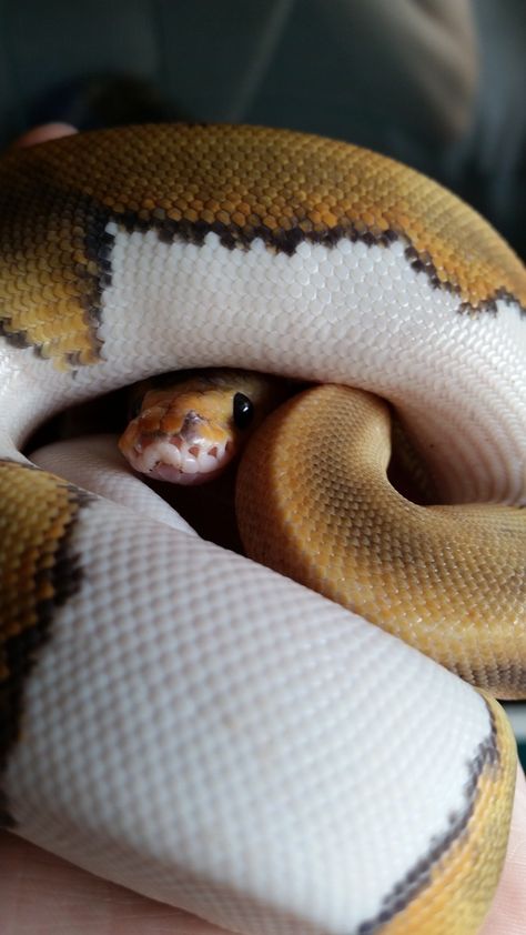 ball python Ball Python Aesthetic, Snake Terrarium, Snake Photos, Snake Enclosure, Python Regius, Colorful Snakes, Pretty Snakes, Snake Lovers, Cute Snake