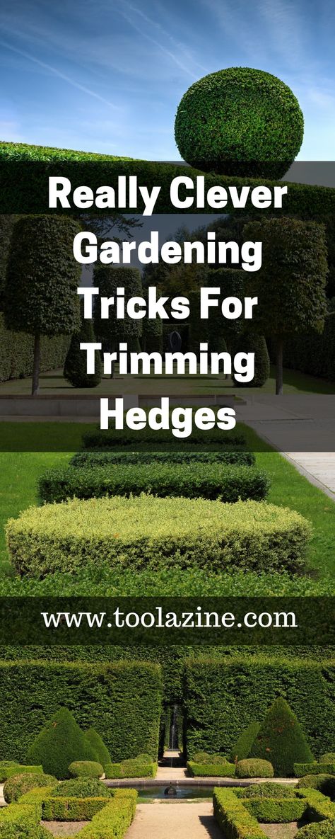 Trim Hedges, Hedges Landscaping, Cloud Pruning, How To Trim Bushes, Pruning Shrubs, Trimming Hedges, Ornamental Art, Boxwood Garden, Diy Project Ideas