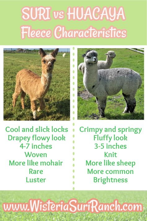 Two breeds of alpacas are only different in their fleece characteristics :) Enjoy the comparison chart! Link will have more explanation on my website.  #wisteriasuriranch #surialpacas #huacaya #alpaca #alpacafleeces Llama And Alpaca, Fire Alpaca Tips, Alpaca Anatomy, Raising Alpacas, Alpaca Farm Aesthetic, Alpaca Pictures, Alpaca Facts, Alpaca Vs Llama, Starting A Farm