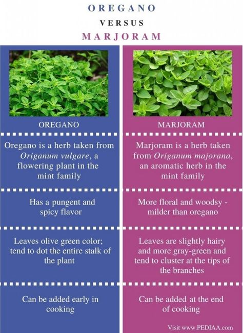 Origanum Majorana, Food Map, Kombucha Tea, Identify Plant, Oregano Leaves, Purple Leaves, Korean Cooking, Fresh Oregano, Herbs For Health