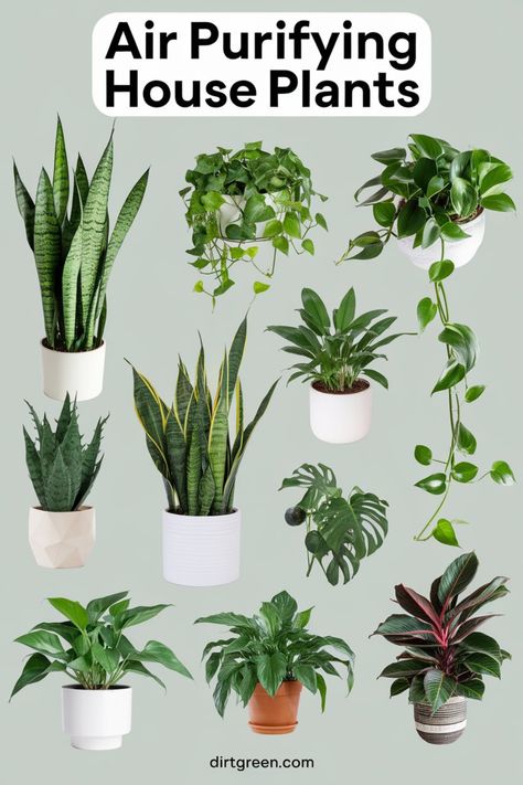 From the living room to the bedroom, these air purifying house plants fit perfectly in any room to freshen the air and enhance your space. #AirPurifyingHousePlants #HomeDecor #FreshAirIndoors Plants That Help Clean The Air, Indoor Plants For Air Purification, Plants For Air Quality, Best Apartment Plants, Plants For House, Air Purifier Plants, Inside House Plants, Best Plants For Bedroom, Best Air Purifying Plants