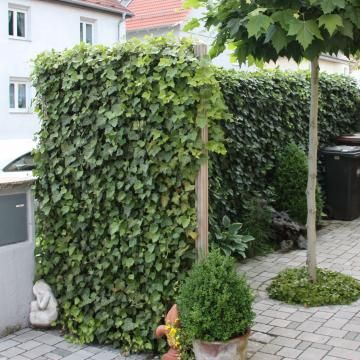 Efeu Sichtschutz Beach House Landscaping, Garden Wall Designs, Garden Screening, House Landscape, Garden Wall, Front Garden, Hedges, Patio Garden, Secret Garden