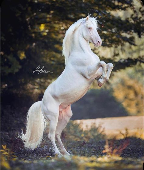 White Horse Photography, Rare Horses, Horse Anatomy, Beautiful Horse Pictures, Albino Animals, Beautiful Arabian Horses, Horse Wallpaper, Most Beautiful Horses, Baby Horses