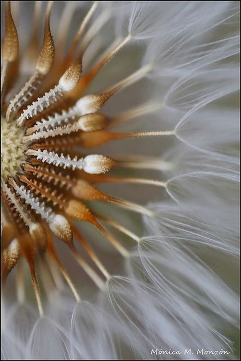 Macro Fotografie, Macro Fotografia, Macro Photography Tips, Foto Macro, Photography Ideas At Home, Photo Macro, A Dandelion, Macro Photos, Motion Graphic