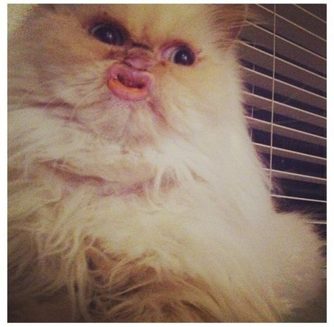 *This funny cat who has horrifyingly large lips. | 31 Animal Pictures You Cannot Explain Duck Face, Have A Laugh, Funny Cat Videos, Crazy Cat Lady, Funny Faces, Bones Funny, Crazy Cats, Cat Pics, Funny Cute