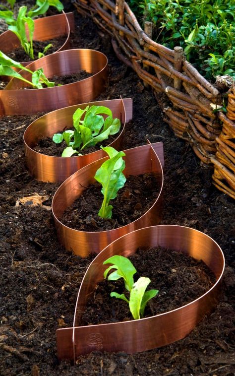 The beauty of copper in the garden | The Telegraph Copper Garden Art, Copper Garden, Natural Pesticides, Copper Diy, Garden Veggies, Veg Garden, Better Homes And Garden, Fruit Garden, Garden Art Sculptures