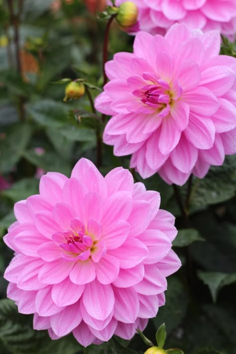 Dahlia Fever in San Francisco - Gardenista Flowers Pansies, Garden Peonies, Daffodils Flowers, Pink Dahlias, Spring Garden Flowers, Flowers Gardening, Rose Flower Wallpaper, Flower Shops, Greetings Quotes