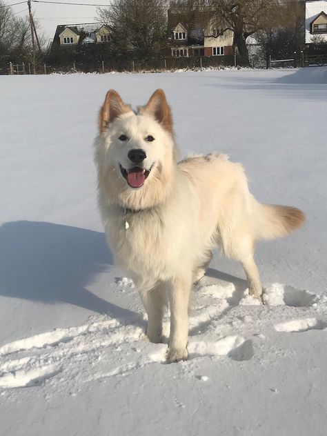 Swiss Shepherd Aesthetic, White German Shepherd Aesthetic, Shepherd Aesthetic, Black Shepherd, Swiss Shepherd, White Swiss Shepherd, Rare Dogs, Rare Dog Breeds, White Shepherd