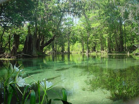 Nature, Old Florida Aesthetic, Woodland Dress, Environment References, Florida Springs, Springs Florida, Pretty Landscapes, 수채화 그림, Old Florida