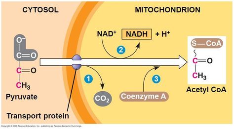 Oxidative Decarboxylation of pyruvate: in mitochondria; pyruvate formed during glycolysis is transported from cytoplasm into mitochondrial matrix where it is decarboxylated (loses a CO2) & the acetyl group that remains is transferred to coenzyme A to form acetyl CoA; in the process, NAD+ is reduced to NADH Microbiology Study, Oxidative Phosphorylation, Cell Respiration, Citric Acid Cycle, Acetyl Coa, Electron Transport Chain, Krebs Cycle, Plant Activities, Cellular Respiration