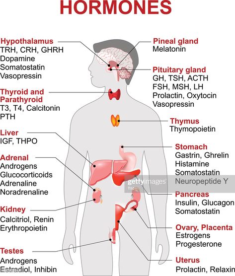 stock illustration : Endocrine gland and hormones Endocrine System Nursing, Basic Anatomy And Physiology, Nurse Study Notes, Nursing Student Tips, Biology Facts, Medical Student Study, Nursing School Survival, Nursing School Studying, Medical Facts