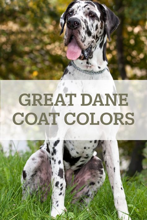 Learn about all of the Great Dane Colors, including Black, Mantle, Brindle, Blue, Harlequin, Fawn and Merle, plus off-standard colors! Blue Fawn Great Dane, Merle Great Dane Puppy, Great Dane Crate Ideas, Fawnequin Great Dane, Blue Harlequin Great Dane, Great Dane Aesthetic, Great Dane Crate, Great Dane Blue Harlequin, Harlequin Great Dane Puppy