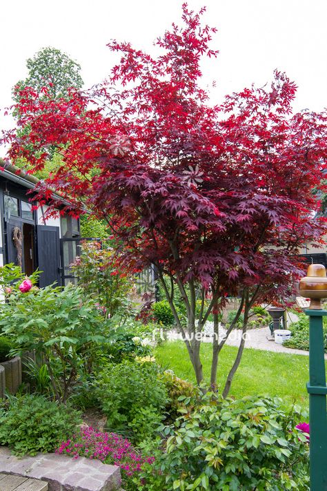 Japanese maple with the scientific name: Acer palmatum 'Atropurpureum', a variety of the genus Acer (Maple) in the family Sapindaceae.Other names: Smooth japanese mapleMedia-ID: 106630 Red Acer Tree, Acer Trees Garden, Japanese Acer Tree, Acer Palmatum Trompenburg, Acer Palmatum Bloodgood, Japanese Red Maple Tree Landscapes, Bloodgood Japanese Maple Landscaping, Acers In The Garden, Japanese Maple Tree Landscape Front Yards Flower Beds