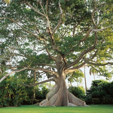 The amazing buttress roots of the kapok tree (Ceiba sp.) inspire awe in the landscape. Learn more about trees, and how to design with them… Tree Planting Ideas, Rainbow Canopy, Kapok Tree, Plants Photo, About Trees, Picture Tree, Planting Ideas, Tree Lover, Tree Photo