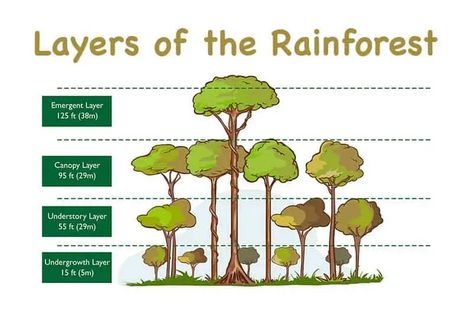 The 4 Layers of the Rainforest (With Diagrams) - Wildlife Informer Rainforest Layers, Layers Of The Rainforest, Rainforest Facts, Rainforest Deforestation, Giant River Otter, Rainforest Ecosystem, Poisonous Animals, Rainforest Trees, Different Types Of Animals