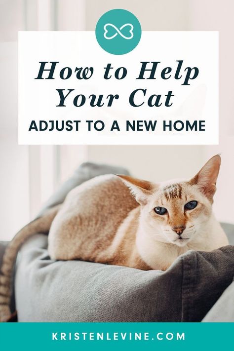 How To Introduce Cats, Moving Hacks, Cat Supplies List, Cat Health Problems, Cat Advice, Cat Essentials, Cat Hacks, Cat Care Tips, Kitten Care