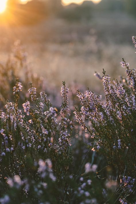 A field of flowers with the sun setting in the background photo – Free Nature backgrounds Image on Unsplash Garden Corner Ideas, Corner Ideas, Garden Corner, Wild Flower Meadow, Garden Aesthetic, First Blog Post, Nature Backgrounds, Cute Wallpaper Backgrounds, Flower Beauty