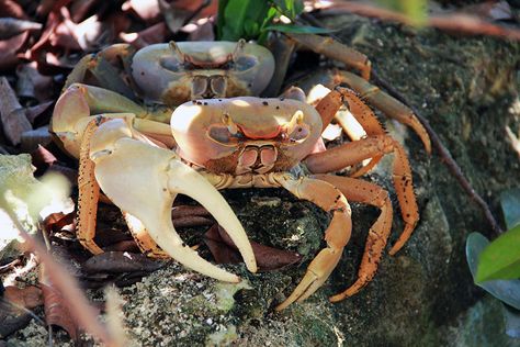 Andros crab Andros Island Bahamas, Land Crab, Crab Bag, Eleuthera Bahamas, Painted Bottles, Bahamas Island, Flamingo Art, Crab Meat, Paradise Island