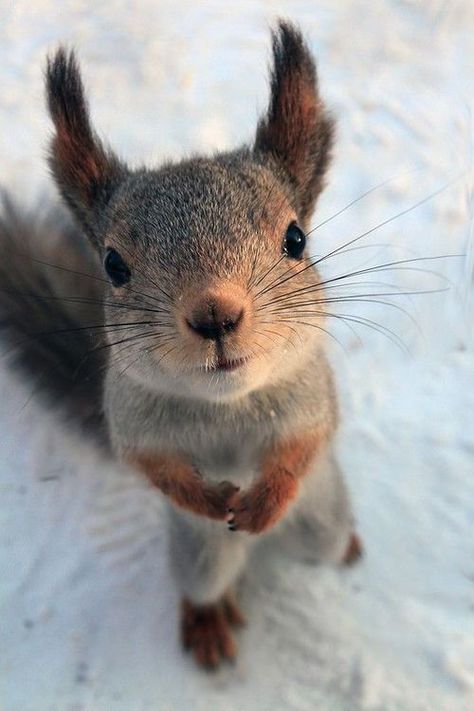 Regnul Animal, Cute Squirrel, A Squirrel, Cute Animal Photos, Cute Creatures, Sweet Animals, Animal Planet, Animal Photo, Chipmunks