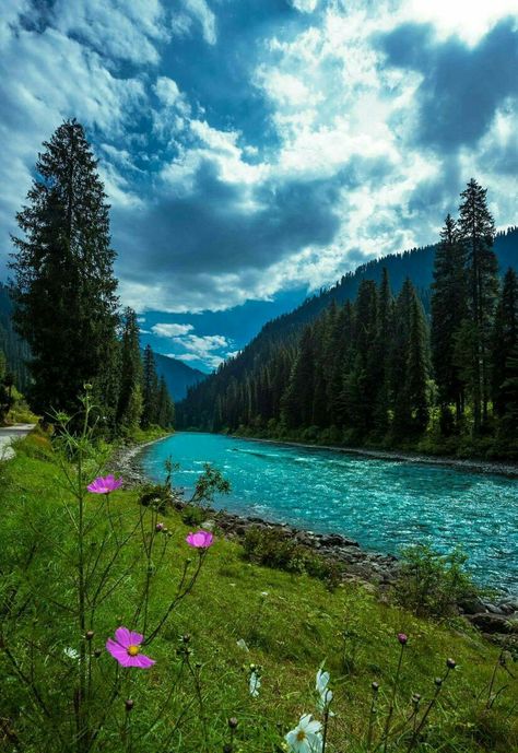 Gurez Valley, Kashmir #India Nature, Gurez Valley Kashmir, Kashmir India Beauty, India Asthetic Pics, Kashmir Aesthetic Pictures, Kashmir Background, Kashmir Flowers, Kashmir Pics, Kashmir Landscape