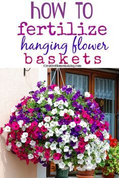 Hanging Plants Outdoor, Flowers Hanging, Container Gardening Flowers, Flower Baskets, Hanging Flower Baskets, Plants For Hanging Baskets, Fertilizer For Plants, Hanging Flower, Outdoor Flowers