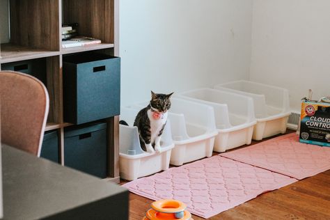 Litter Box Multiple Cats, Cat Litter Box Area, Litter Boxes For Multiple Cats, Best Litter Box For Multiple Cats, Multiple Litter Boxes, Litter Box Placement Ideas, Litter Box Ideas For Multiple Cats, Multicat Litter Box Ideas, Litter Box Setup For Multiple Cats