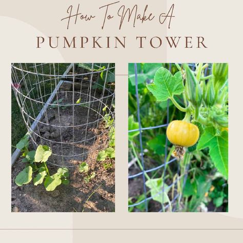 Growing Pumpkins Vertically In A Small Space [The Pumpkin Tower] - Missouri Girl Home Permaculture, Plants That Grow Vertically, Pumpkin Tower Planter, Pumpkin Raised Bed, Vertical Pumpkin Garden, Vertical Pumpkin Trellis, Growing Pumpkins In Small Space, Pumpkin Growing Ideas, Pumpkin Vertical Growing