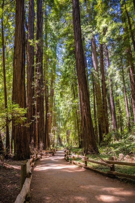 Discover the best trails in Muir Woods National Monument with this comprehensive guide. From leisurely strolls to challenging hikes, explore the enchanting redwood forest and immerse yourself in the natural beauty of this iconic destination. Muir Woods California, Calm Summer, Muir Woods National Monument, Muir Beach, Coastal Redwood, Mount Tamalpais, Cali Trip, California Aesthetic, Stinson Beach