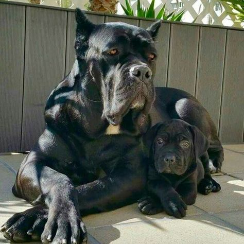 From ' Cane Corso Europe ' Chien Cane Corso, Bully Breeds Dogs, Big Dog Breeds, Cane Corso Dog, Corso Dog, Scary Dogs, Huge Dogs, Giant Dogs, Bully Breeds