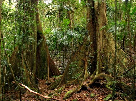 Nature, Rainforest Retreat, Rainforest Landscape, Large Terrarium, Forest Photos, Wind And Rain, Dark Heart, Tropical Rainforest, World Photo