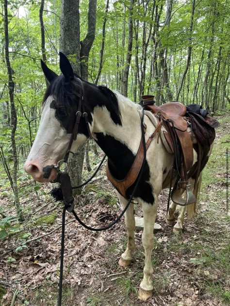 Farm Horses, Horse Therian, Gaited Horses, Trail Horse, Western Horse Riding Aesthetic, Western Horses, Muddy Horse, Beautiful Horses Wild, Western Riding Tack