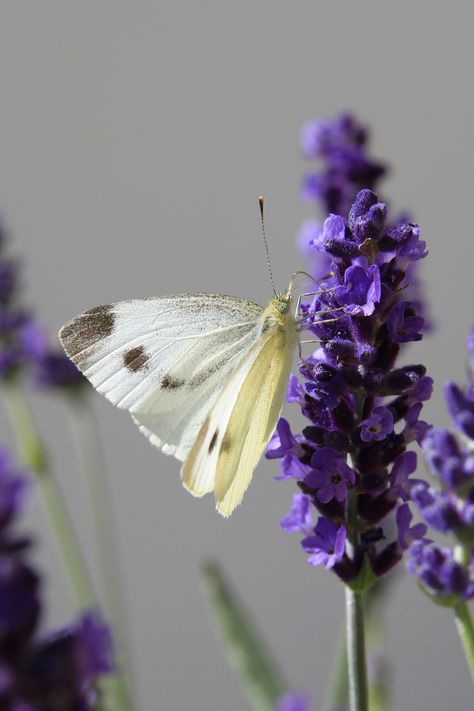 Butterfly on Lavender Butterfly On Lavender, Butterfly Lights, Purple Butterfly, Purple Flower, Lavender, Designer Clothes, For Women, Purple, Pins