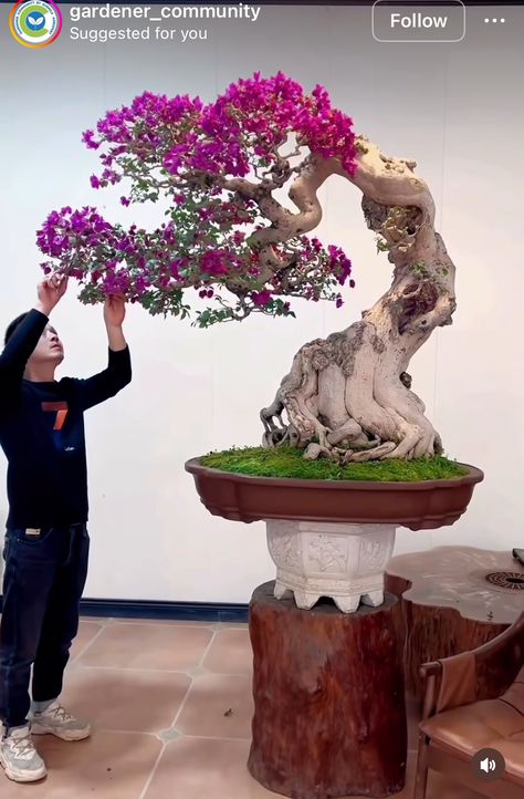 Bonzai Tree Diy, Big Bonsai Tree, Bouganvilla Tree Bonsai, How To Grow Bonsai, Bonsai Diy, Bougainvillea Bonsai, Bonsai Nursery, Bonsai Pruning, Pre Bonsai